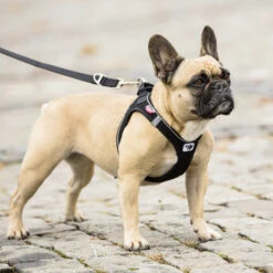 Curli Vest Geschirr Magnetic 12 Curli Vest Geschirr Magnetic -Wuff Wohnen Verkäufe 0101 0202 2 ACTN 01 Magnetic Vest Harness Air Mesh Adobe RGB 240PPI 2000x2000