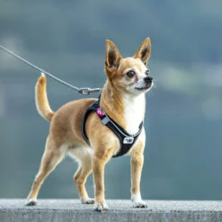 Curli Vest Geschirr Magnetic 13 Curli Vest Geschirr Magnetic -Wuff Wohnen Verkäufe 0101 0202 2 ACTN 04 Magnetic Vest Harness Air Mesh Adobe RGB 240PPI 2000x2000