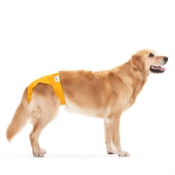 Lill's Läufigkeitshöschen Aus Bio-Baumwolle Lou Amber -Wuff Wohnen Verkäufe 20220826 Lills Laeufigkeitshose 016 Amber