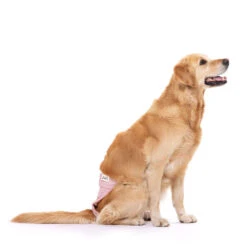 Lill's Läufigkeitshöschen Aus Bio-Baumwolle Lou Pink Berry -Wuff Wohnen Verkäufe 20220826 Lills Laeufigkeitshose 021 PinkBerry