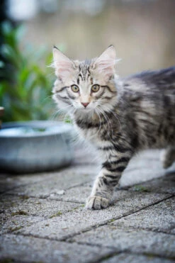 Laboni Napf Rocky Stone -Wuff Wohnen Verkäufe 30010 10