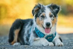 Petlando Geschirr Mesh Vest 10 Petlando Geschirr Mesh Vest -Wuff Wohnen Verkäufe 3oiB 90Q