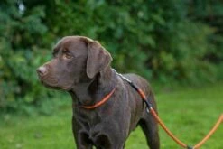 Hunter Dressurhalsung Freestyle Reflect -Wuff Wohnen Verkäufe 41PtlkjG5nL. AC