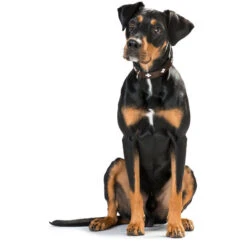 Hunter Halsband Swiss, Leder -Wuff Wohnen Verkäufe 42825 image 13braun