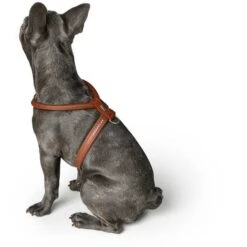 Hunter Geschirr Round & Soft Luxus Elk Petit, Leder -Wuff Wohnen Verkäufe 43542 002 image 20cog