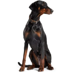 Hunter Halsband Canadian Elk, Leder 9 Hunter Halsband Canadian Elk, Leder -Wuff Wohnen Verkäufe 43687 imageschwaco