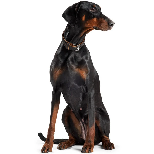 Hunter Halsband Canadian Elk, Leder 5 Hunter Halsband Canadian Elk, Leder – Bild 3