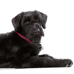 Hunter Dressurhalsung Freestyle -Wuff Wohnen Verkäufe 61523 image 13