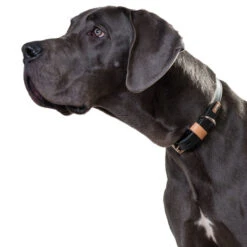 Hunter Halsband Bombay, Leder -Wuff Wohnen Verkäufe 61879 image 001 15br