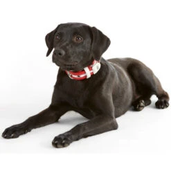 Hunter Halsband Madeira, Beschichtetes Spaltleder -Wuff Wohnen Verkäufe 61901 image 14 001rot