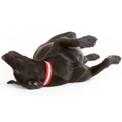 Hunter Halsband Madeira, Beschichtetes Spaltleder -Wuff Wohnen Verkäufe 61901 image 14 002rot