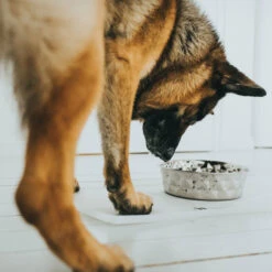 Hunter Napfunterlage Selection Transparent -Wuff Wohnen Verkäufe 66306 004 live 19 28129