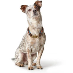 Hunter Halsung Oss, Tau -Wuff Wohnen Verkäufe 66989 66453 002 image 19braun