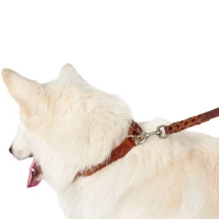 Hunter Halsband Solid Education Special, Softvollrindleder -Wuff Wohnen Verkäufe 67288 001 image 19cog