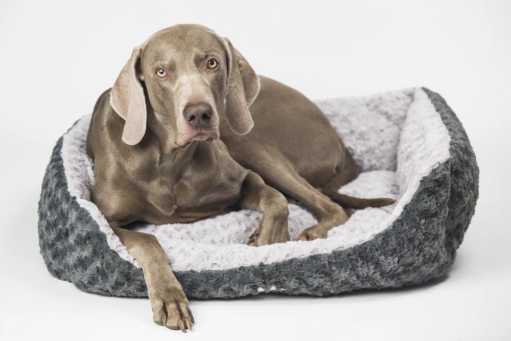 Nobby Komfortbett "SEOLI" 4 Nobby Komfortbett "SEOLI" – Bild 2