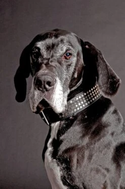 Karlie Halsband Vintage -Wuff Wohnen Verkäufe 84064