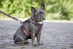 Wolters Geschirr Active Pro -Wuff Wohnen Verkäufe Active20Pro20Geschirr 1920x1920