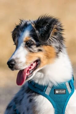 Petlando Geschirr Mesh Vest 11 Petlando Geschirr Mesh Vest -Wuff Wohnen Verkäufe AnPsBqXA