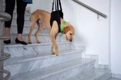 Petlando Vetlando Gehhilfe Schwarz 9 Petlando Vetlando Gehhilfe Schwarz -Wuff Wohnen Verkäufe Emo Hund Gehhilfe Trepperunter RGB 300dpi