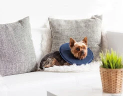 Petlando Vetlando Leckschutzkragen Blau -Wuff Wohnen Verkäufe Emo Vetlando 11 0320Final Leckschutzkragen RGB 300dpi 28129