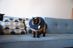 Petlando Vetlando Leckschutzkragen Blau -Wuff Wohnen Verkäufe Emo VL Katze Leckschutzkragen RGB 300dpi 28129