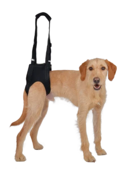 Petlando Vetlando Gehhilfe Schwarz 8 Petlando Vetlando Gehhilfe Schwarz -Wuff Wohnen Verkäufe Gehhilfe Hund hinten RGB 300dpi 1920x1028max