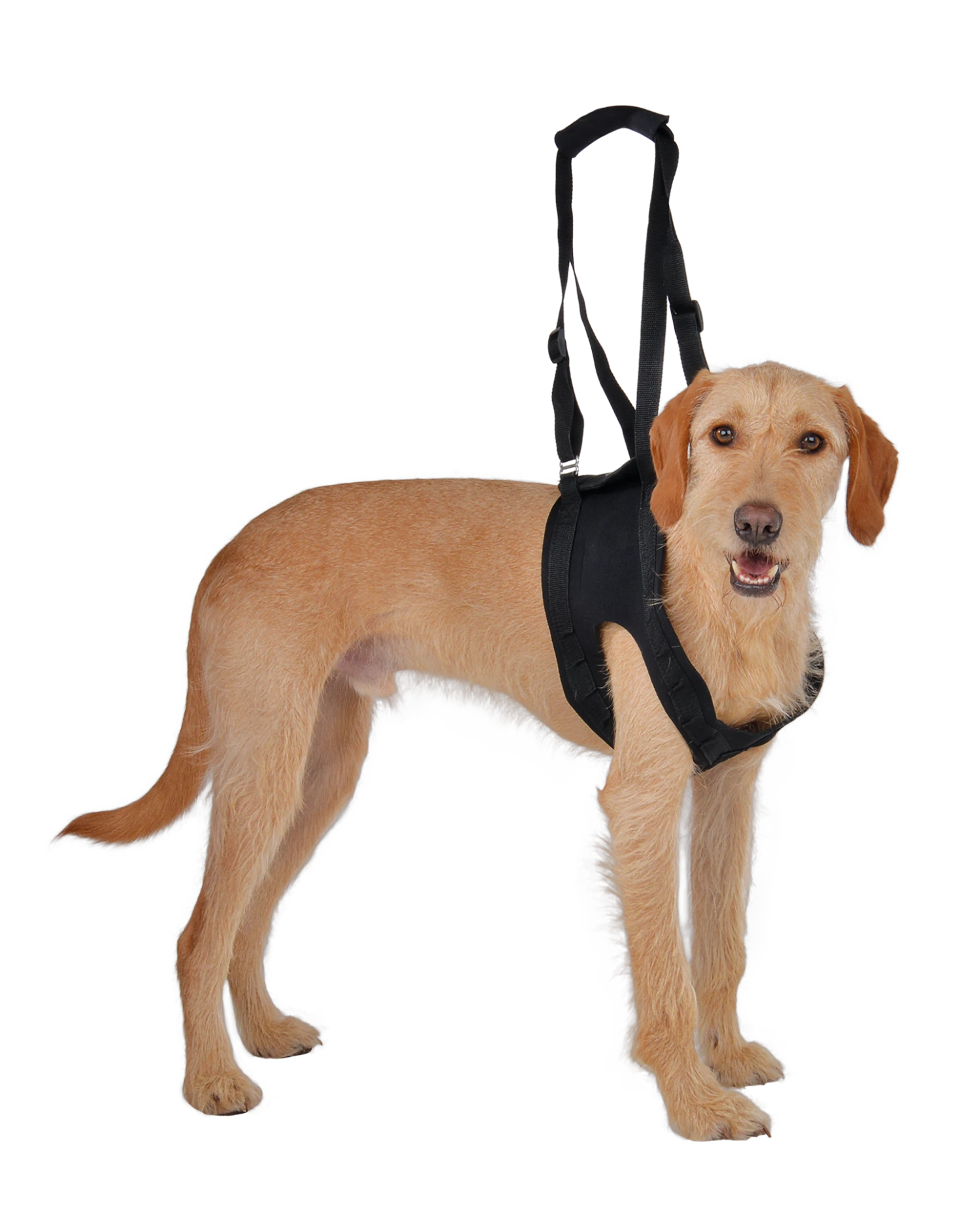 Petlando Vetlando Gehhilfe Schwarz 4 Petlando Vetlando Gehhilfe Schwarz – Bild 2