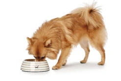 Hunter Melamin-Napf Sansibar Rantum Grau 5 Hunter Melamin-Napf Sansibar Rantum Grau -Wuff Wohnen Verkäufe HUNTER 11939 65859 001 image 18 lpr