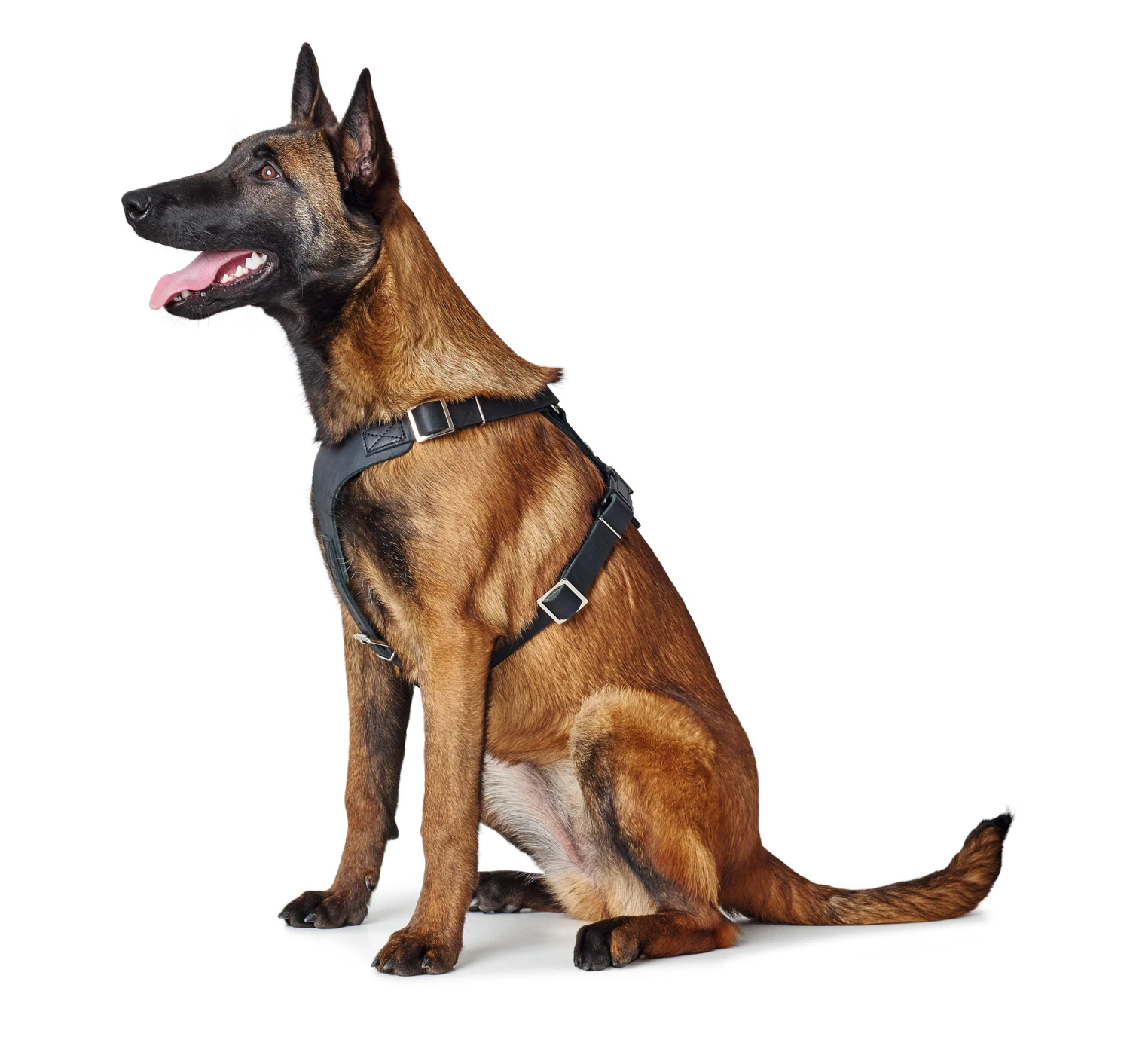 Hunter Y-Geschirr Aalborg, Softvollrindleder 5 Hunter Y-Geschirr Aalborg, Softvollrindleder – Bild 3