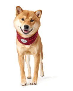 Hunter Hundeschal Malmö 78cm 13 Hunter Hundeschal Malmö 78cm -Wuff Wohnen Verkäufe HUNTER 15299 67321 006 image 19 lpr