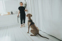 Hunter Y-Geschirr Aalborg, Softvollrindleder 10 Hunter Y-Geschirr Aalborg, Softvollrindleder -Wuff Wohnen Verkäufe HUNTER 15618 67324 001 live 19 lpr