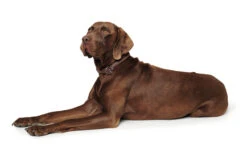 Hunter Dressurhalsung Round & Soft, Leder -Wuff Wohnen Verkäufe HUNTER 18872 40259 001 image 20 lpr