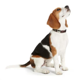 Hunter Halsung Vario Basic ALU-Strong, Nylon -Wuff Wohnen Verkäufe HUNTER 835 43969 image 14 001 lpr