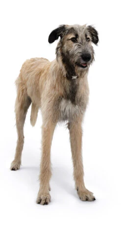 Hunter Halsung Vario Basic ALU-Strong, Nylon -Wuff Wohnen Verkäufe HUNTER 838 43969 Image lpr