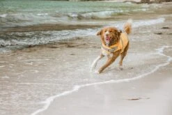 Hurtta Life Savior Schwimmweste, Orange -Wuff Wohnen Verkäufe HurttaLifeSavior Orange SS16 12 1200x