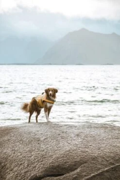 Hurtta Life Savior Schwimmweste, Orange -Wuff Wohnen Verkäufe HurttaLifeSavior Orange SS16 19 600x