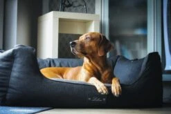 Lebon Hundebett Carl-PLUS Mit Decke -Wuff Wohnen Verkäufe IMG 1877 01