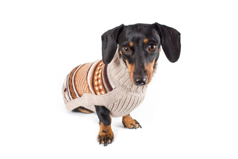 Alqo Wasi Hunde-Pullover Enchanted Meadow 4 Alqo Wasi Hunde-Pullover Enchanted Meadow – Bild 2