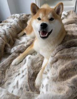 Maul Buddelbox Luchs Luchs/beige -Wuff Wohnen Verkäufe Kunde Luchs Buddelbox2