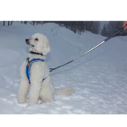 Non-stop Dogwear Bungee Touring Leash 12 Non-stop Dogwear Bungee Touring Leash -Wuff Wohnen Verkäufe Lauflust 5095 Non Stop dogwear BUNGEE LEASH 2m 13mm 1537 Lauflust 5094 Non Stop dogwear BUNGEE LEASH 2m 13mm 1537 TOURBUNGEEd