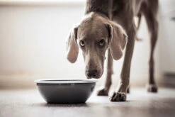 Lill's Futternapf Aus Emaille Balu Stone Grey -Wuff Wohnen Verkäufe Lills nachhaltiger Hundenapf Emaille 02