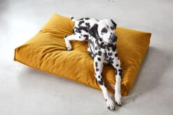 MiaCara Kissen Stella 7 MiaCara Kissen Stella -Wuff Wohnen Verkäufe MC C01 014 01 M Sleep Stella Cushion Saffron Penny 826