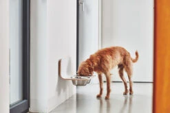 MiaCara Wand-Napf Arco Weiß -Wuff Wohnen Verkäufe MC C06 011 02 M Eat Arco dog feeder HPL White Hugo 020