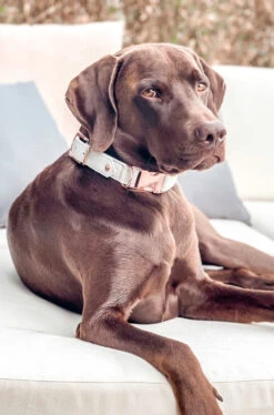 Maul Halsband Klassik Soft Klick -Wuff Wohnen Verkäufe Maul Klassik Soft Klick grau rose Bruno