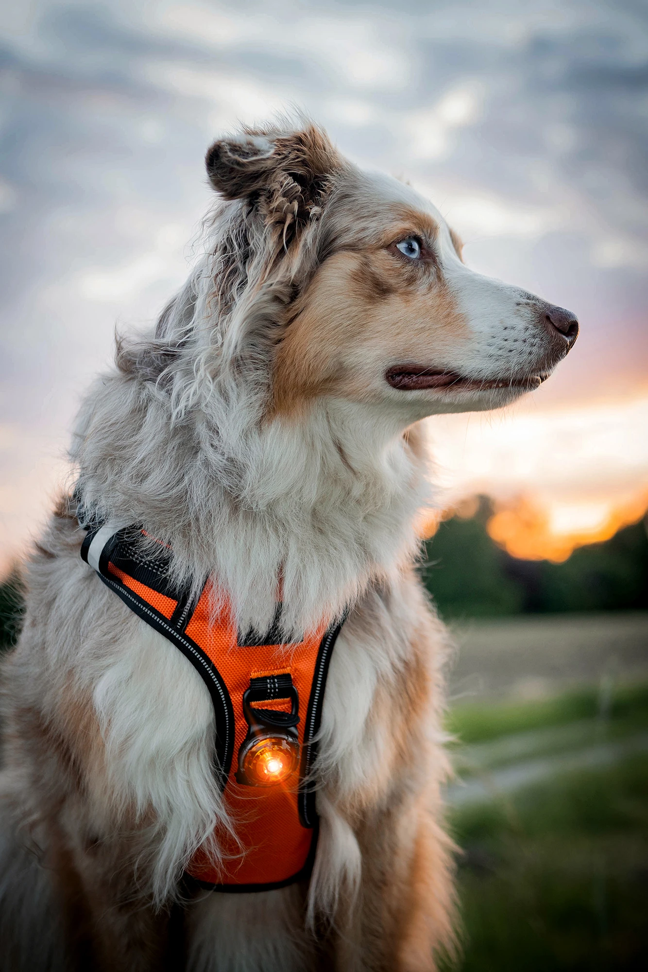 Orbiloc Dog Dual Light Amber 8 Orbiloc Dog Dual Light Amber – Bild 6