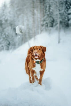Orbiloc Dog Dual Light Amber 11 Orbiloc Dog Dual Light Amber -Wuff Wohnen Verkäufe Orbiloc Dog Dual5BAmber3B20Dog playing in snow3B20MSR PRO3B20QMA3B20Collar3B20Long fur3B20Large dog5D HR