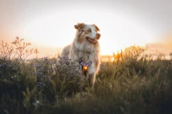 Orbiloc Dog Dual Light Amber 12 Orbiloc Dog Dual Light Amber -Wuff Wohnen Verkäufe Orbiloc Dog Dual5BAmber3B20MSR PRO3B20QMA3B20Harness3B20Long fur3B20Large dog5D HR