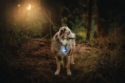 Orbiloc Dog Dual Light Blue 13 Orbiloc Dog Dual Light Blue -Wuff Wohnen Verkäufe Orbiloc Dog Dual5BBlue3B20Dog in forest3B20MSR PRO3B20QMA3B20Collar3B20Long fur3B20Large dog5D HR