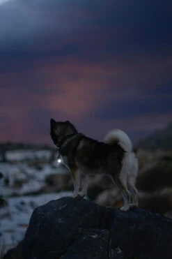 Orbiloc Dog Dual Light Dark -Wuff Wohnen Verkäufe Orbiloc Dog Dual5BDark3B20Dog in night3B20MSR PRO3B20QMA3B20Collar3B20Long fur3B20Medium dog5D HR