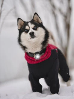 Orbiloc Dog Dual Light Dark -Wuff Wohnen Verkäufe Orbiloc Dog Dual5BDark3B20Dog in snow3B20MSR PRO3B20QMA3B20Collar20Coat3B20Long fur3B20Medium dog5D HR